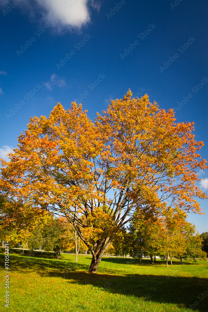 autumn in the park.