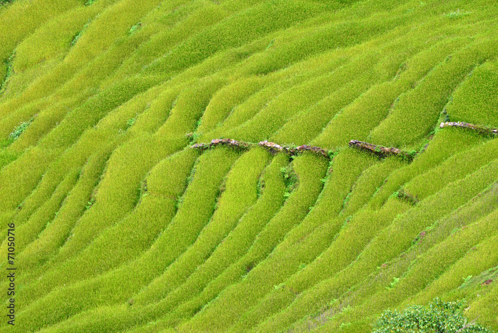 Terraced rice fields. Himalayas, Nepal