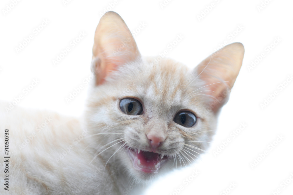 Ginger cat portrait predatory meowing