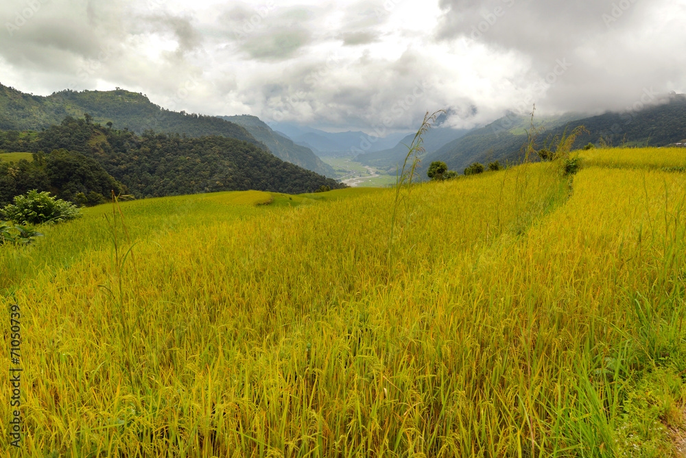 Rice field in Nepal