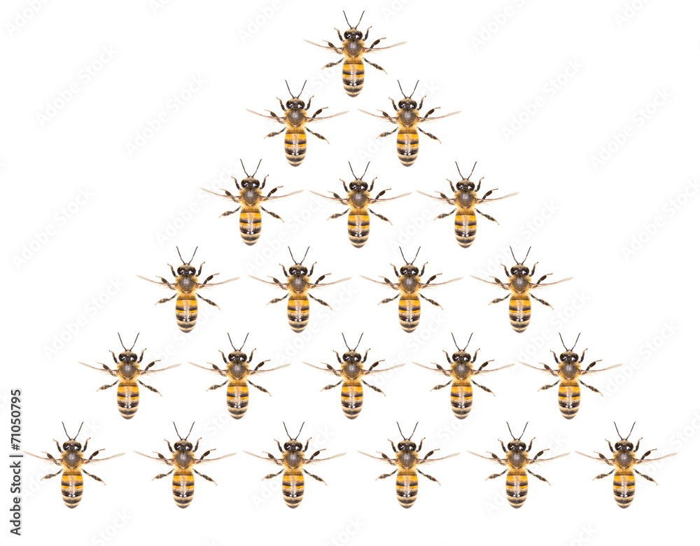 a swarm of bees on a white background - obrazy, fototapety, plakaty 