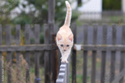Ginger cat walking on a wooden fence
