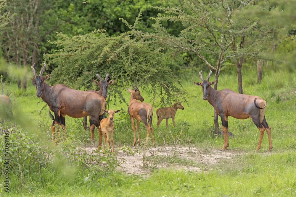Topi Family in the Savannah Topi Family in the Savannah