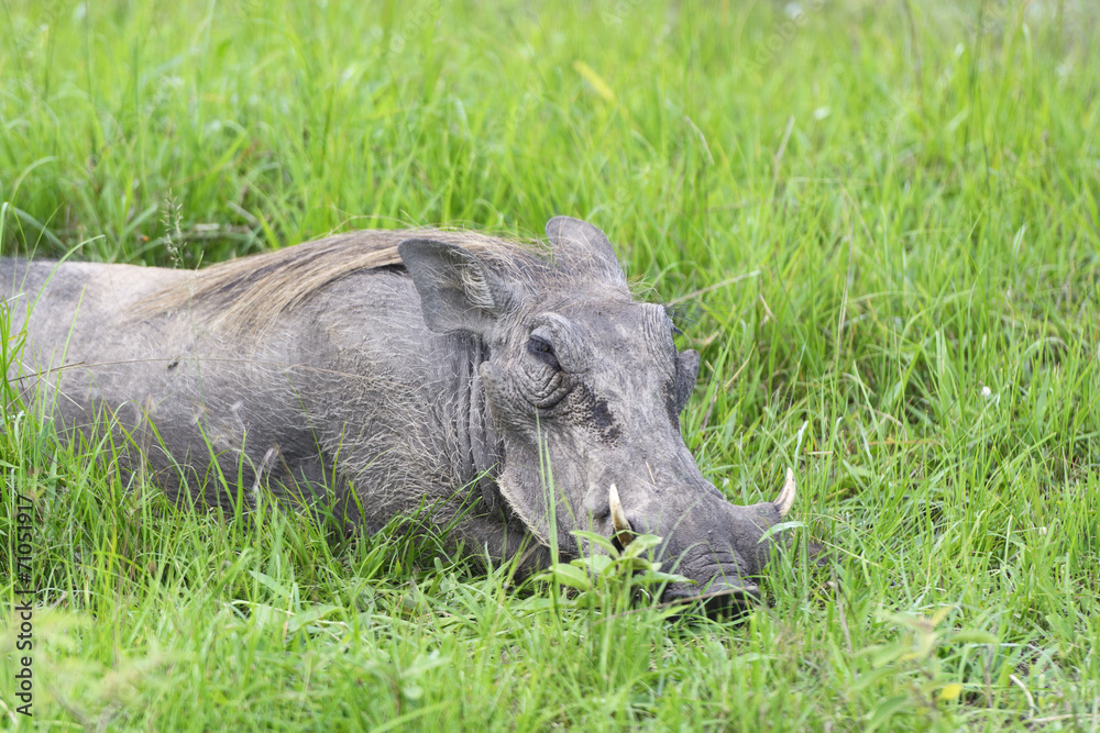 Common Warthog Resting in the Grass Common Warthog Resting in the Grass