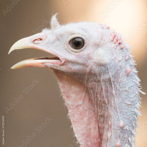 portrait of a turkey