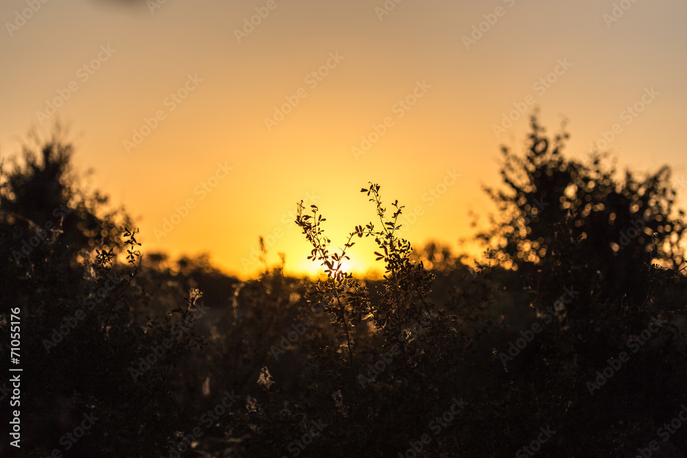a beautiful sunset on a background of trees