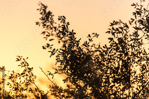 a beautiful sunset on a background of trees © schankz