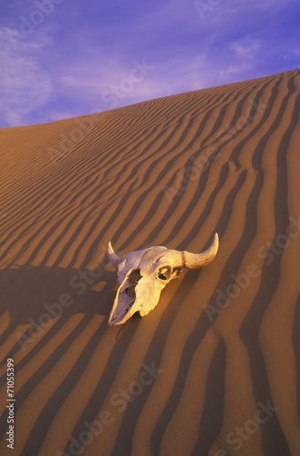 Skull In Desert