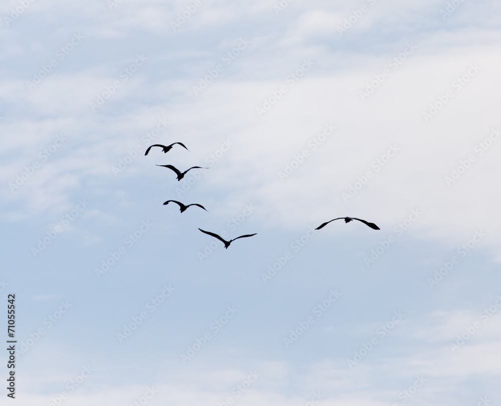 birds in the sky birds in the sky