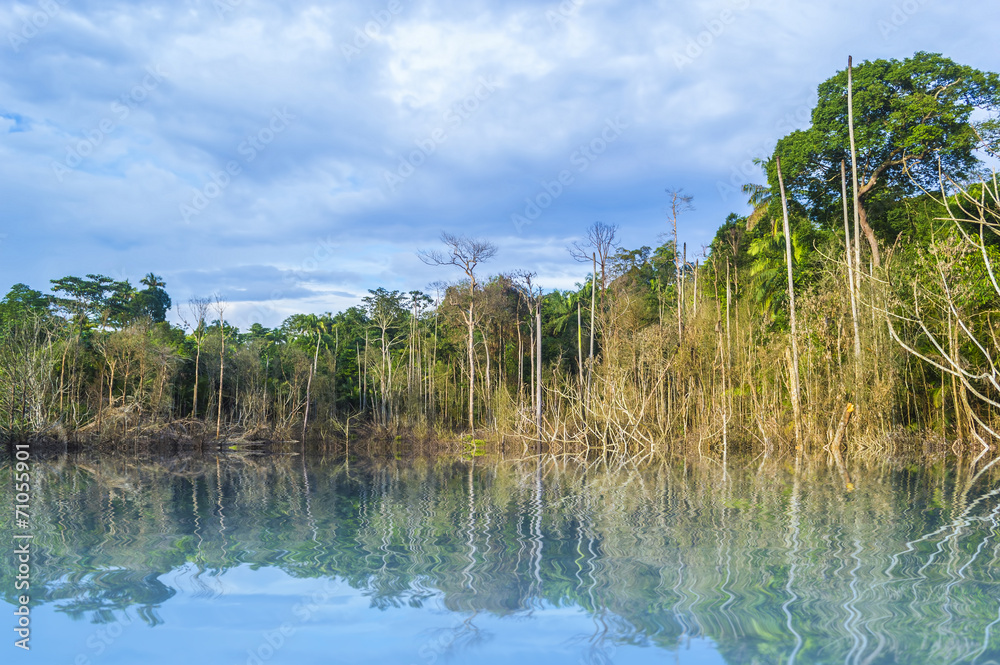 Reflection of dead tree with cloudy scene at tropical forest