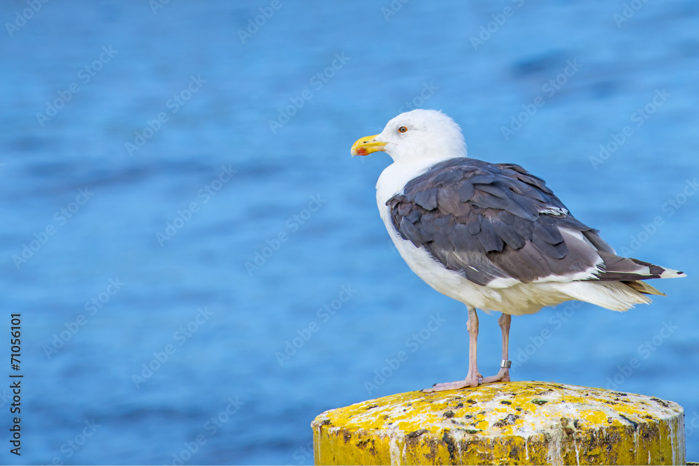 Obraz premium Mantelmöwe, Larus marinus L.