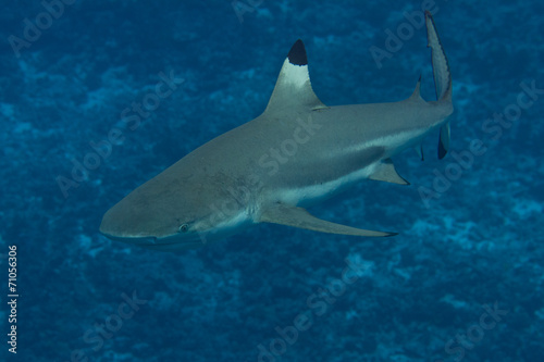 Blacktip Reef Shark Underwater in Bora Bora, French Polynesia