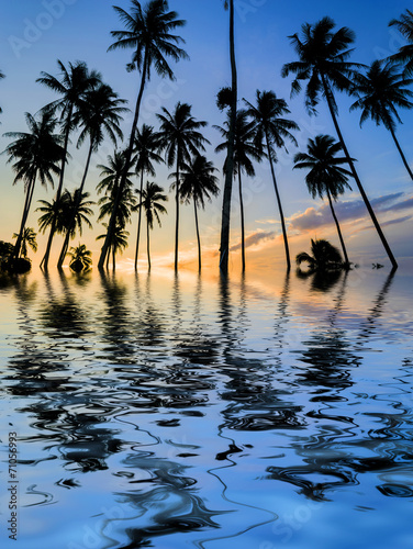 Coconut tree silhouette and reflection with sunset background