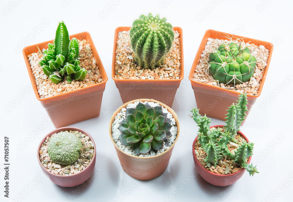 isolation cactus on white background