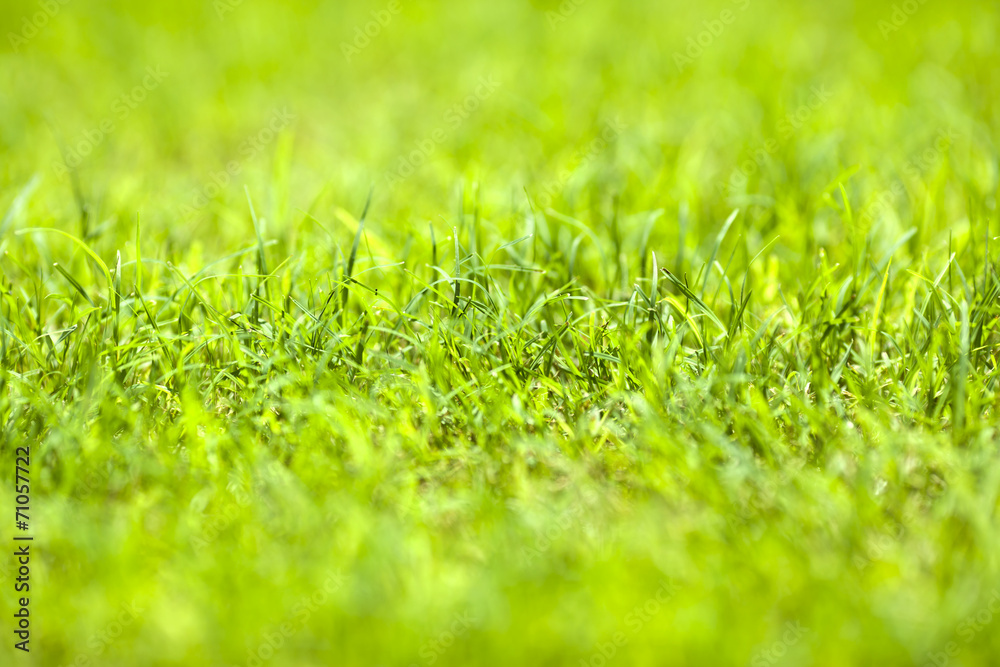 Fototapeta premium Grass Background