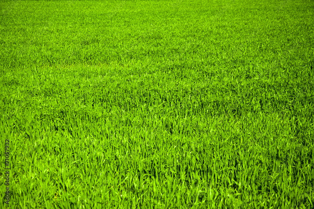 Grass Background Grass Background