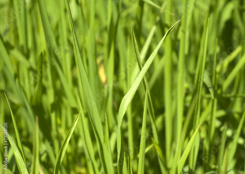 Close Up Green Grass