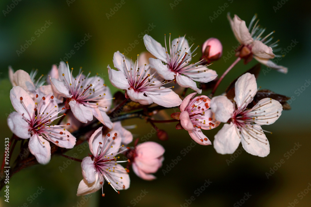 Obraz premium Blossoming trees in spring