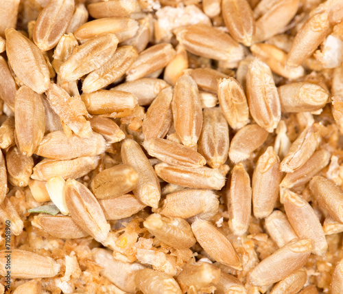 wheat grain. close-up