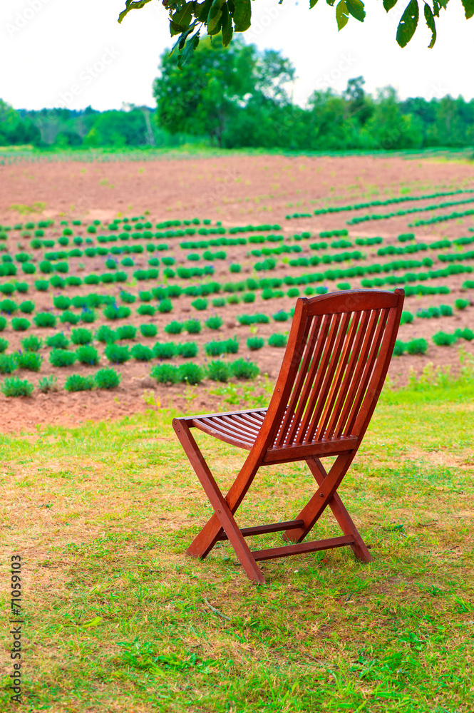 Wooden chair in the young lavender field. Summertime outdoors.