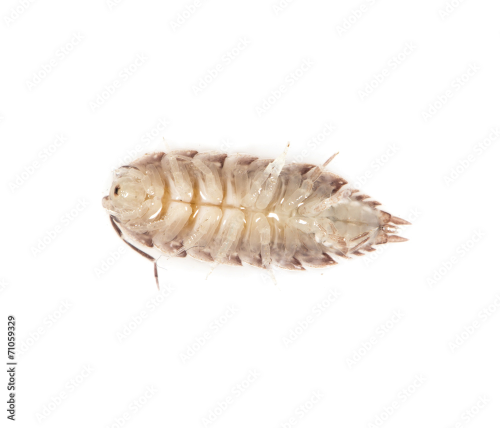 beetle wood louse isolated on white background