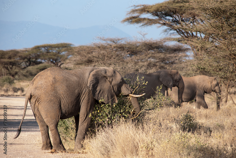 Obraz premium elephant