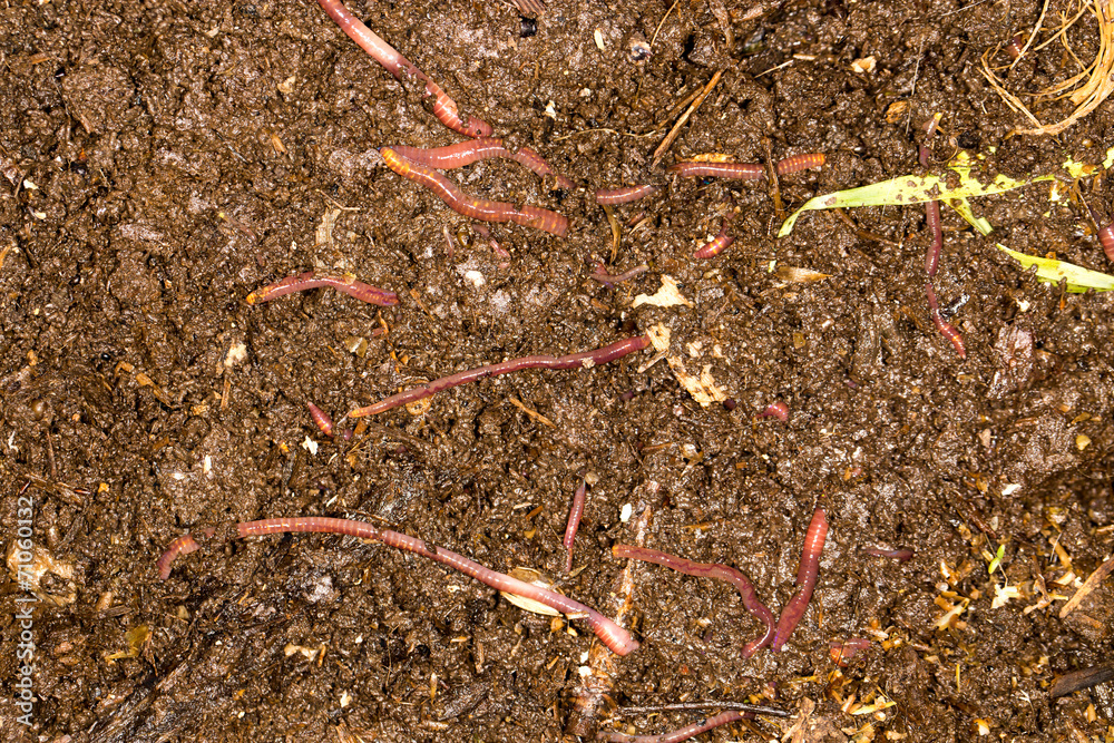 red worm manure red worm manure