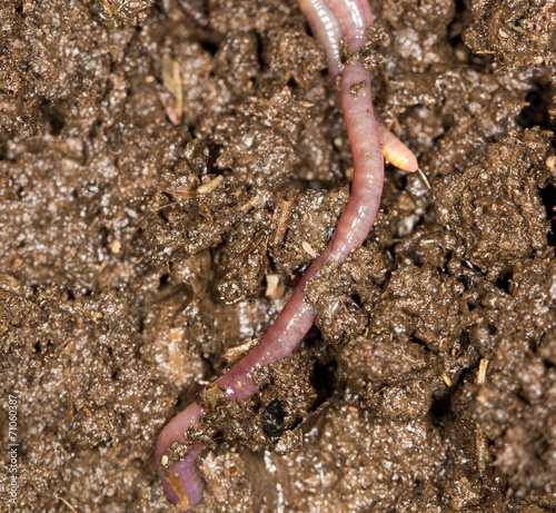 red worm manure
