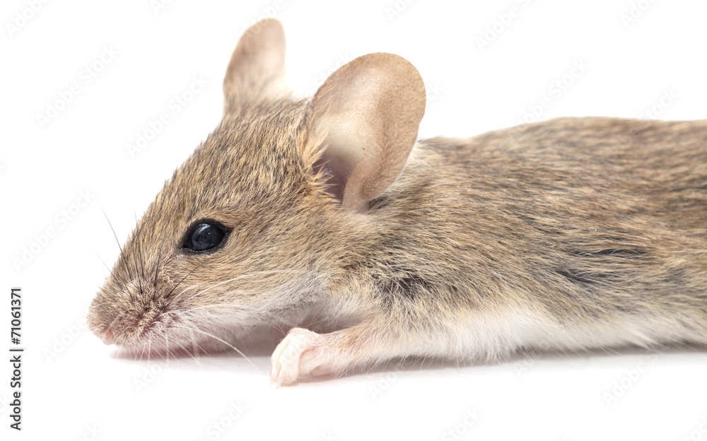 mouse on a white background mouse on a white background