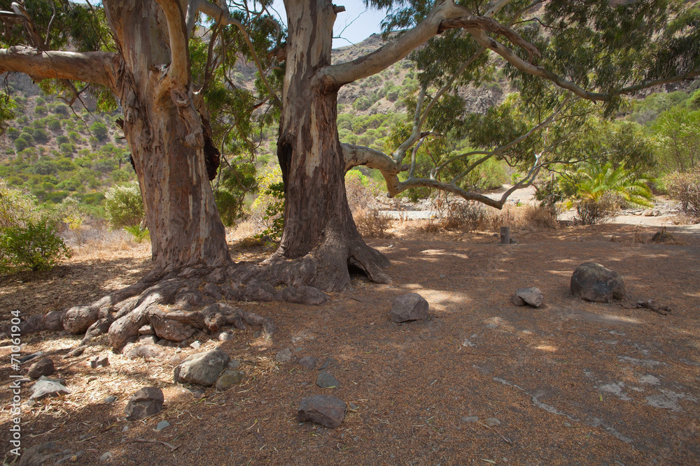 Fototapeta premium Gran Canaria, Caldera de Bandama,