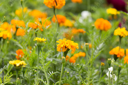 orange flower in nature