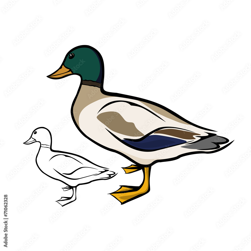 Obraz premium Mallard duck