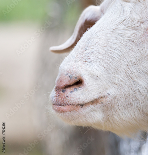 nose sheep
