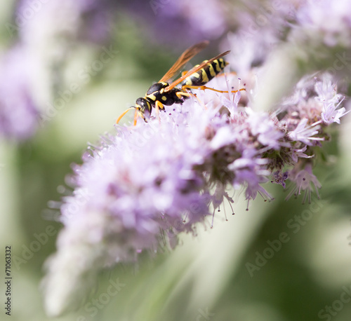 wasp on nature. macro © schankz