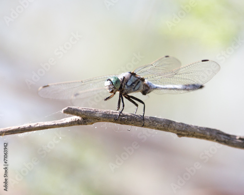 dragonfly in nature. macro