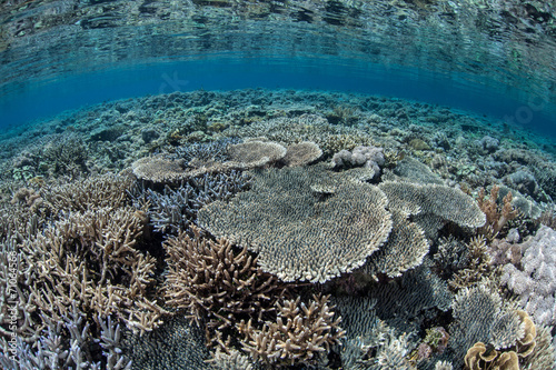 Corals Growing in Shallows