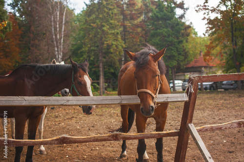 Group of young horses on the pasture