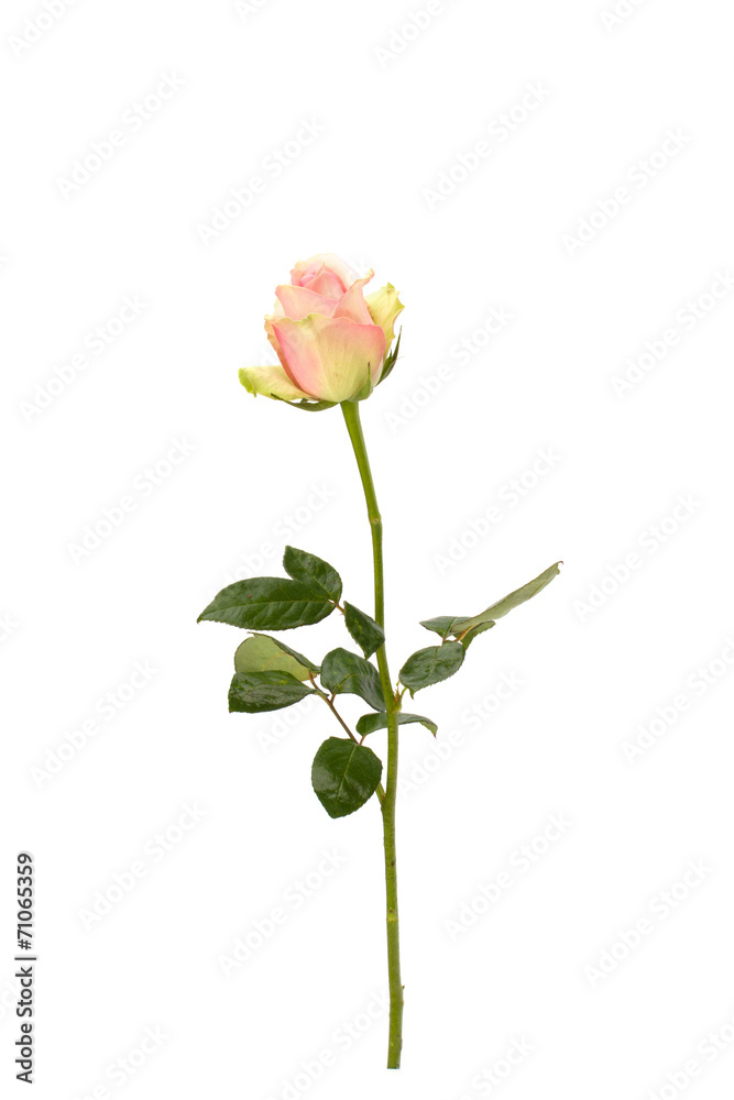 Beautiful rose isolated on white background Beautiful rose isolated on white background