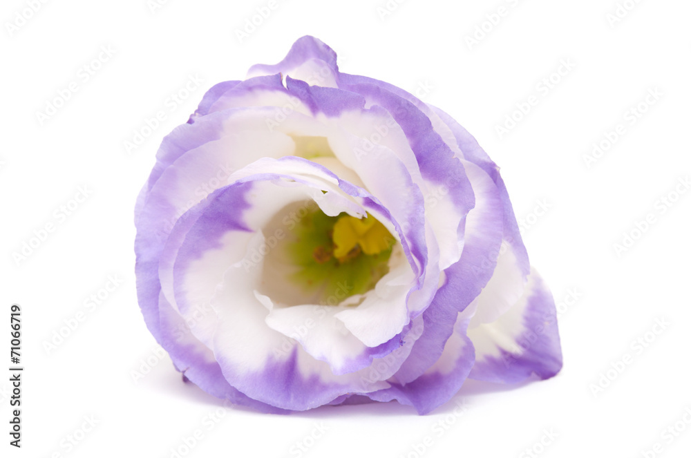 Fototapeta premium variegated eustoma flower isolated on white