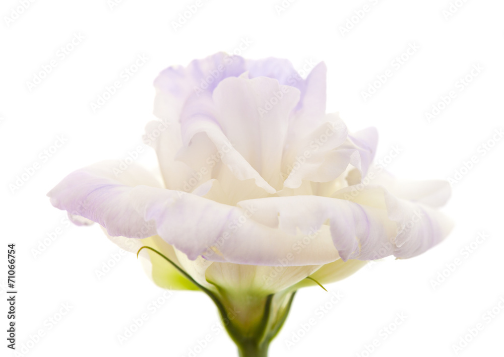 variegated eustoma flower isolated on white