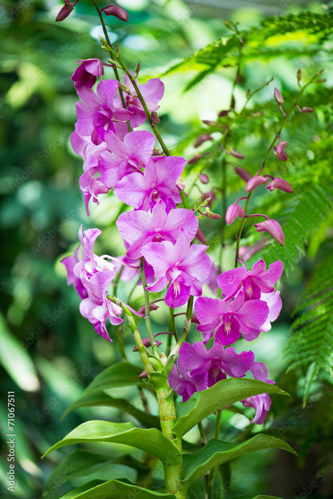 Colourful orchid flowers on bright summer day Colourful orchid flowers on bright summer day