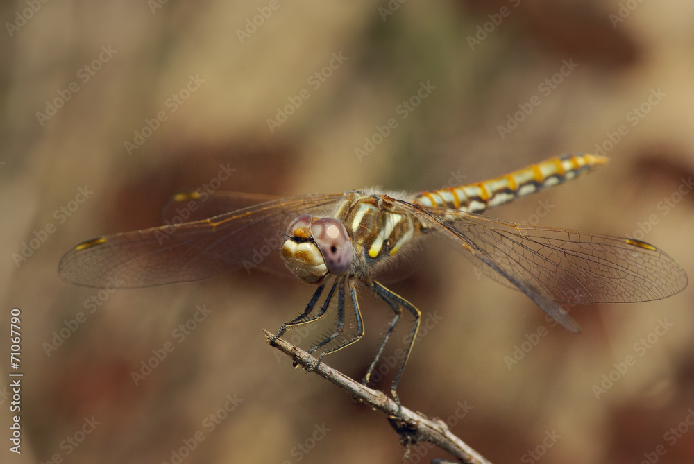 Perched Dragonfly Perched Dragonfly