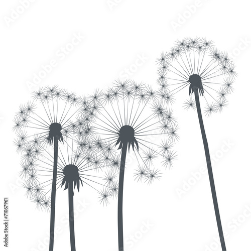 grey vector dandelions
