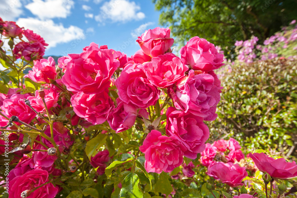 Pink roses in the Garden of Eden Pink roses in the Garden of Eden