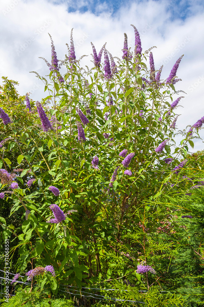 Butterfly bush