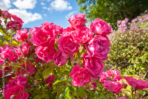 Fototapeta Pink roses in the Garden of Eden