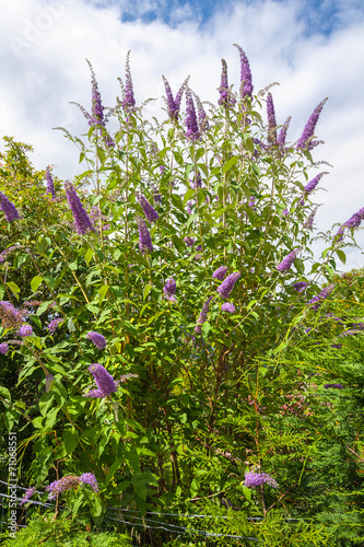 Obraz na płótnie Butterfly bush w salonie