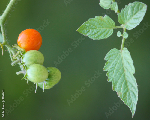 Precocious Tomato photo