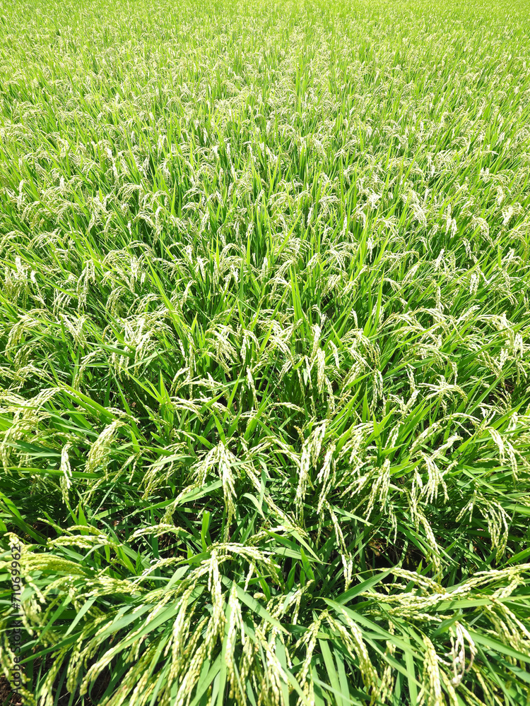 Obraz premium 田園