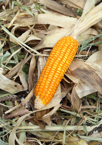 fresh raw corn after harvest